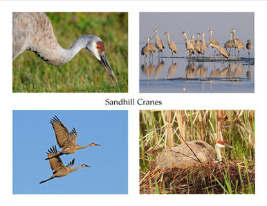 Photo Note Cards - Sandhill Cranes