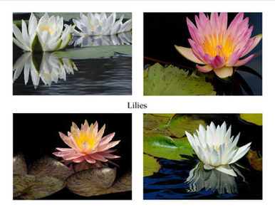 Photo Note Cards - Water Lilies
