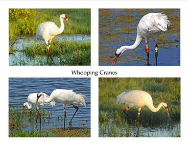 Photo Note Cards - Whooping Cranes