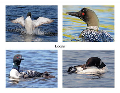 Photo Note Cards - Loons